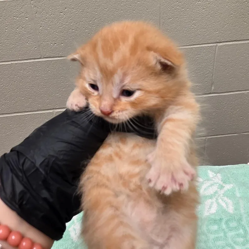 A baby small-sized male Orange / Red Domestic Short Hair cat named Alan for adoption in Bristol, IN