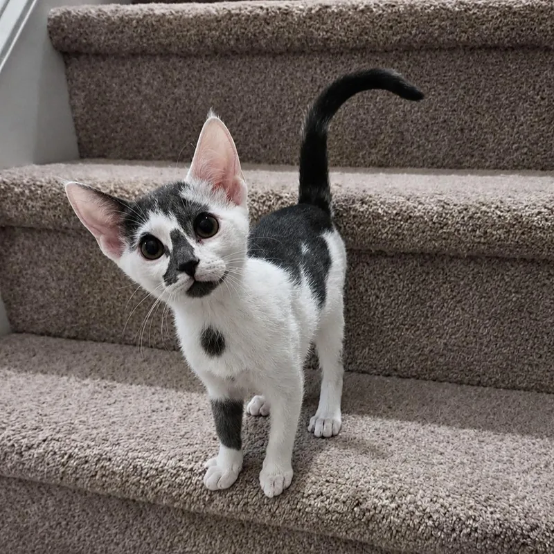 A baby medium-sized female Domestic Short Hair cat named Crumpet for adoption in Youngsville, NC