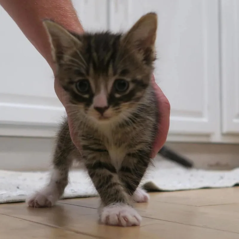 A baby small-sized male Brown / Chocolate Domestic Short Hair cat named Ziggy for adoption in Odenville, AL