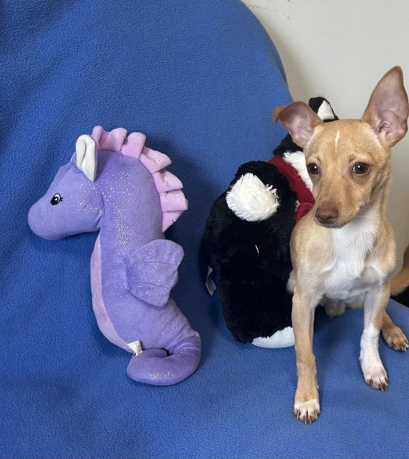 A young small-sized male Chihuahua dog named Tiny Timmy for adoption in Cedartown, GA