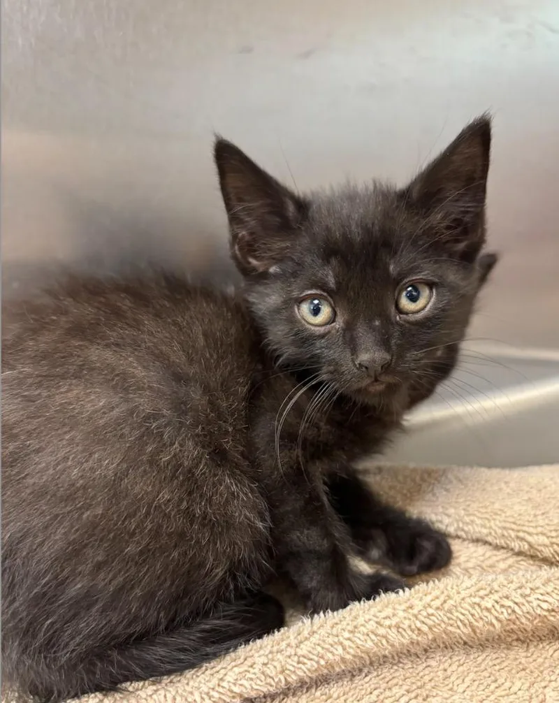 A baby small-sized male Domestic Short Hair cat named Levi for adoption in Liverpool, NY