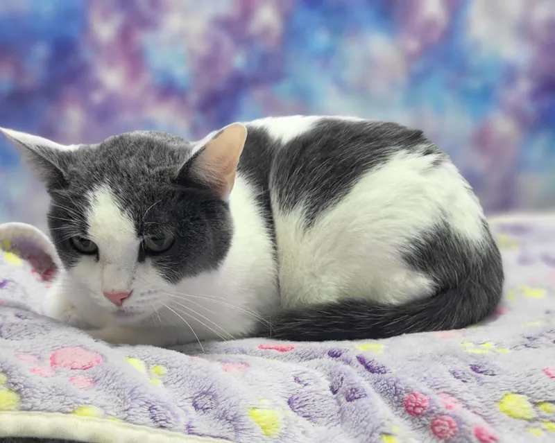 An adult large-sized female Domestic Short Hair cat named Mellie Bellie for adoption in Washington Court House, OH