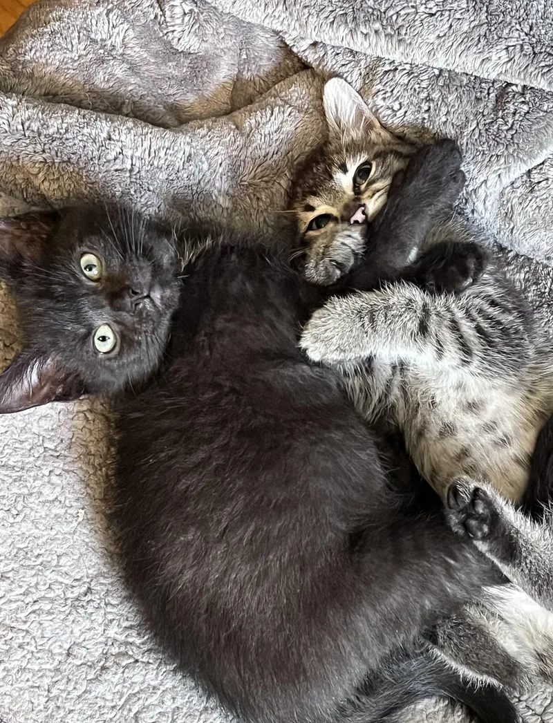 A baby small-sized male Tabby (Brown / Chocolate) Domestic Short Hair cat named Firefly for adoption in Belvidere, IL