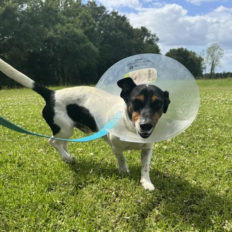 An adult small-sized male White / Cream Dachshund dog named Little Boy for adoption in Carencro, LA