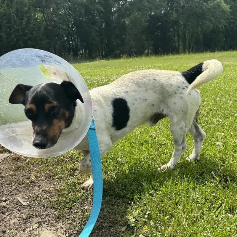 Little Boy thumbnail 2