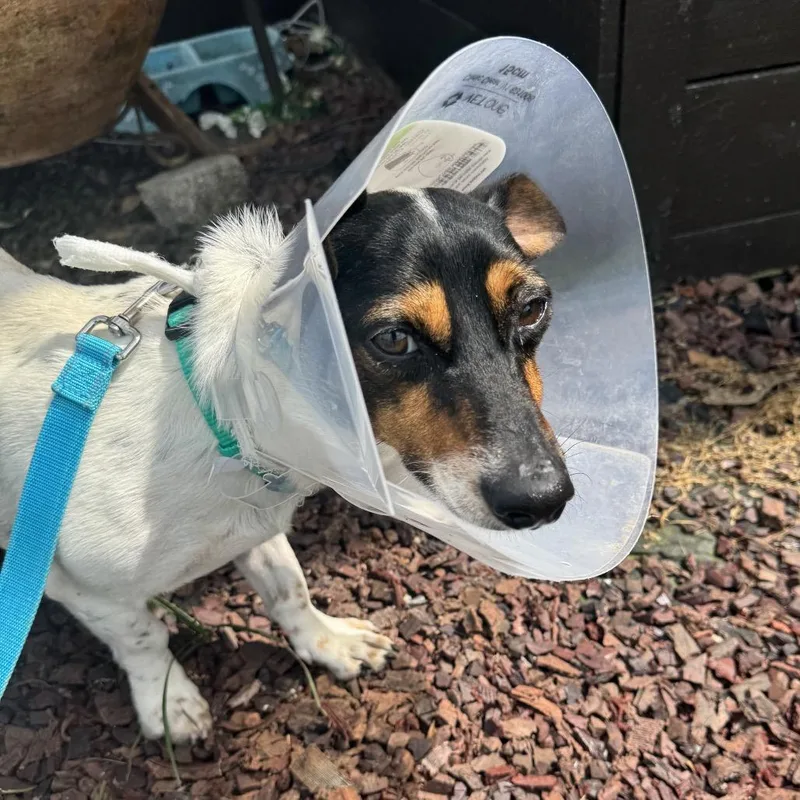 Little Boy thumbnail 3