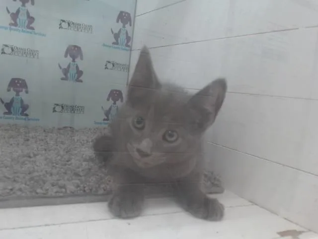 Samuel