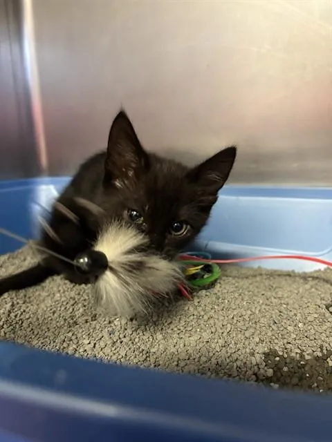 A baby medium-sized female Domestic Short Hair cat named Phoenix for adoption in Brewster, MA