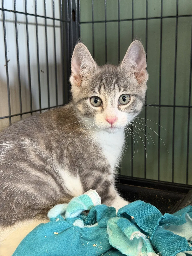 Zinky Polydactyl! thumbnail 2