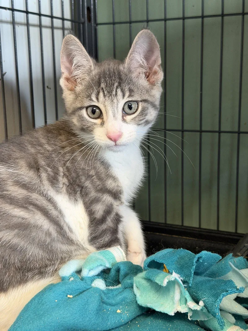 Zinky Polydactyl! thumbnail 3