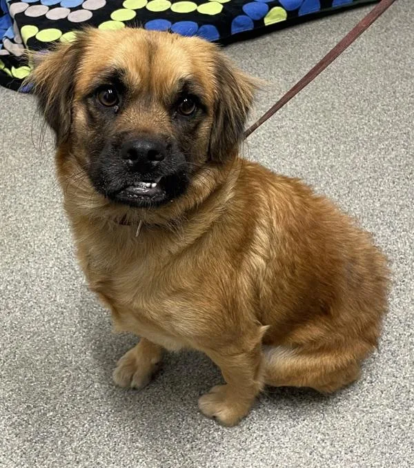 A senior medium-sized female Spaniel dog named Marjorie for adoption in Oceanside, CA