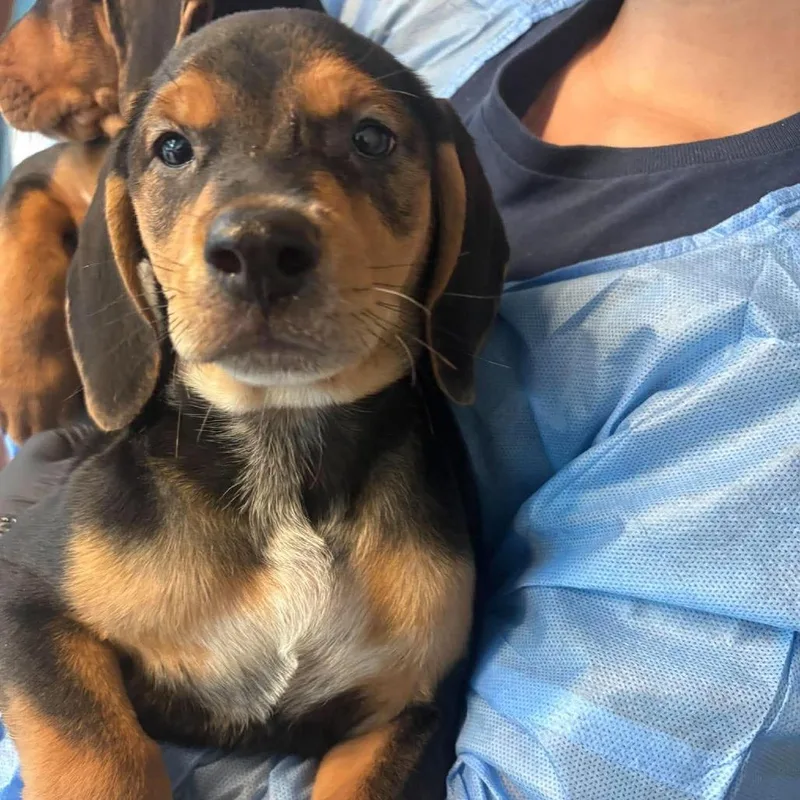 A baby small-sized male Black Mixed Breed dog named Spock for adoption in Huntington, WV