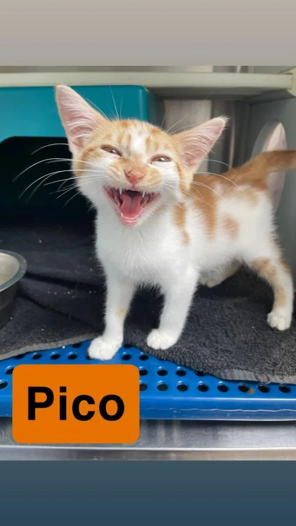 A baby small-sized male Domestic Medium Hair cat named Pico for adoption in Mena, AR