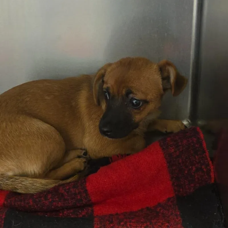 A baby small-sized female Brown / Chocolate Chihuahua dog named Leia for adoption in Martinsburg, WV