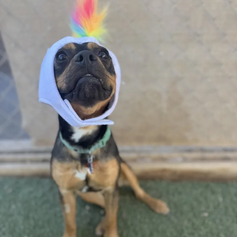 Jack Sparrow thumbnail 3