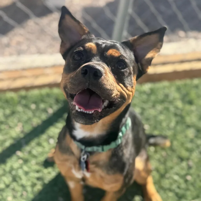 Jack Sparrow thumbnail 4