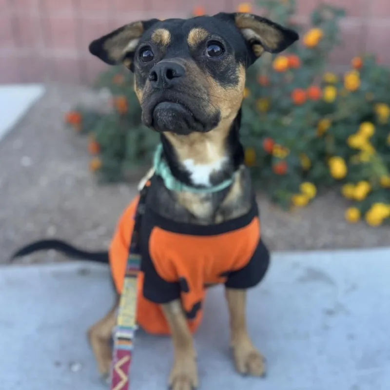 Jack Sparrow thumbnail 5