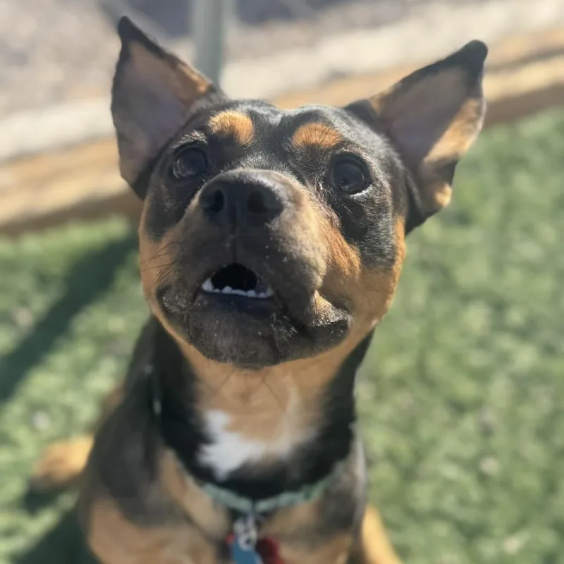 Jack Sparrow thumbnail 6