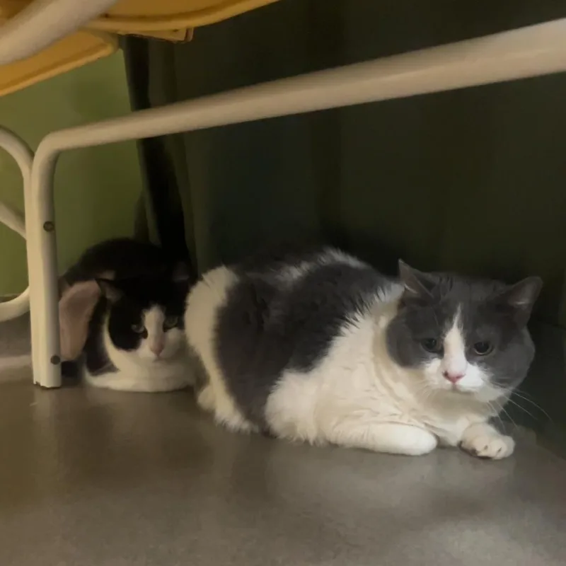 A senior large-sized male Gray / Blue / Silver Domestic Short Hair cat named Murphy for adoption in Roanoke, VA