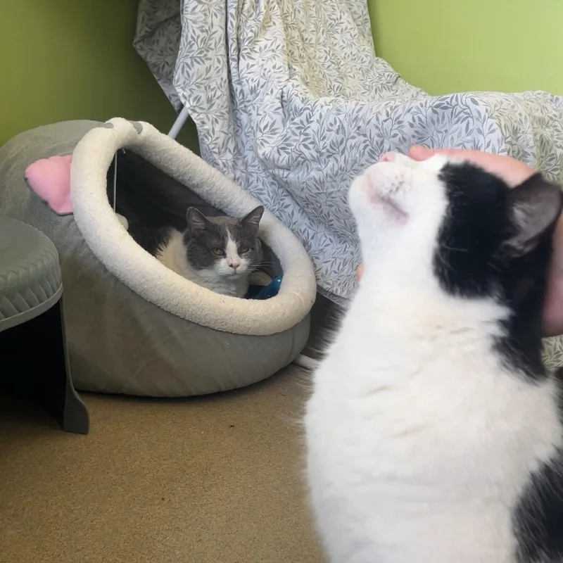 Murphy thumbnail 3