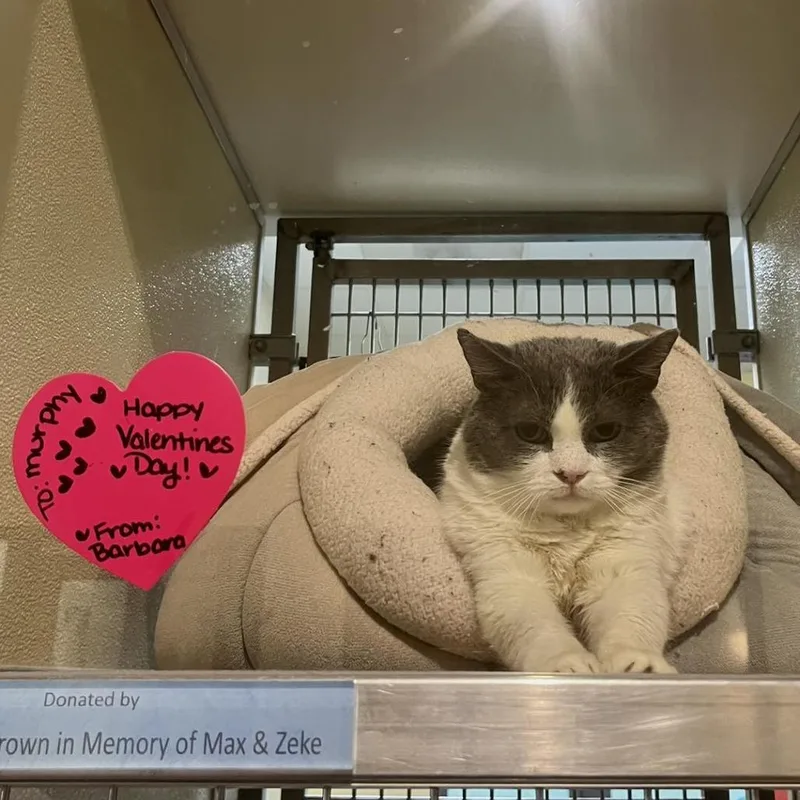 Murphy thumbnail 5