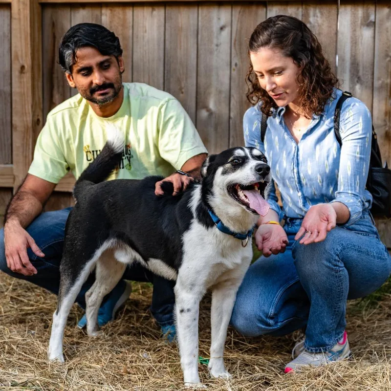 An adult medium-sized male Black Mixed Breed dog named Poppy for adoption in Houston, TX