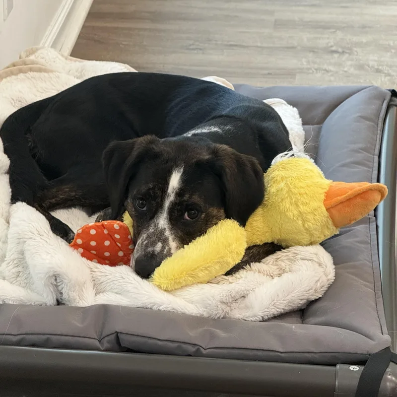 A young medium-sized female Black Labrador Retriever dog named Maple for adoption in Hixson, TN