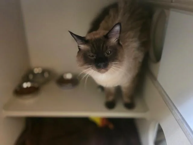 A young small-sized male Domestic Short Hair cat named Canelo for adoption in Denver, CO