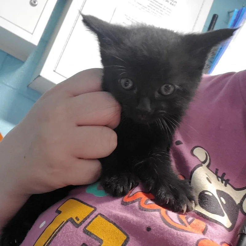 A baby small-sized male Black Domestic Short Hair cat named Hershey for adoption in Jefferson city, TN