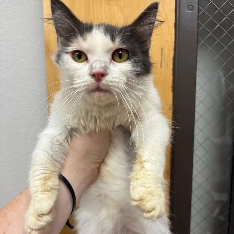 An adult small-sized female Gray / Blue / Silver Domestic Short Hair cat named Stardust for adoption in Columbiana, AL