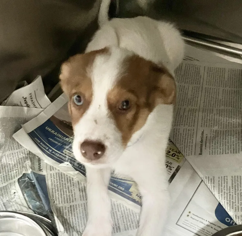 A baby medium-sized male Australian Shepherd dog named Cody for adoption in Parma, OH