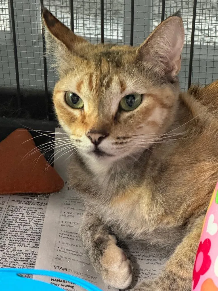A young small-sized female Tabby cat named Cora for adoption in Brookhaven, MS