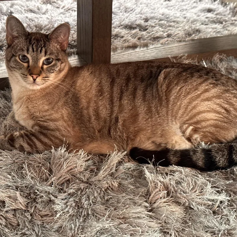 An adult small-sized male Buff / Tan / Fawn Domestic Short Hair cat named Storm for adoption in Flower Mound, TX