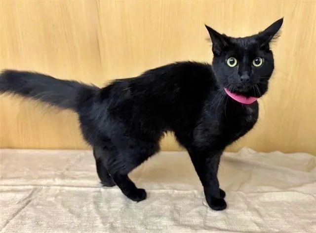 A young small-sized female Domestic Medium Hair cat named Simba for adoption in Saint Louis, MO