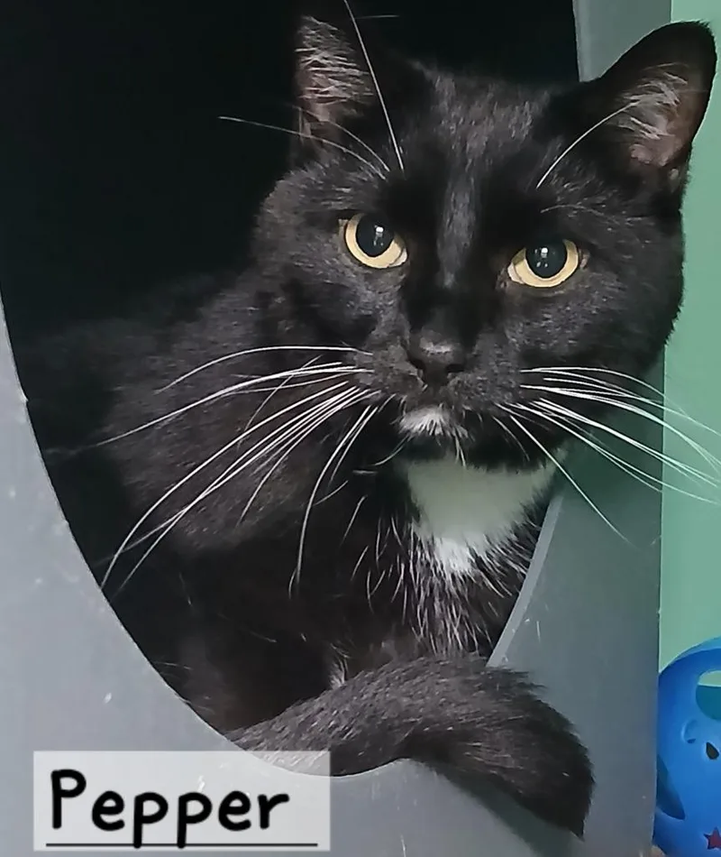 An adult medium-sized male Domestic Short Hair cat named Pepper for adoption in Utica, MI