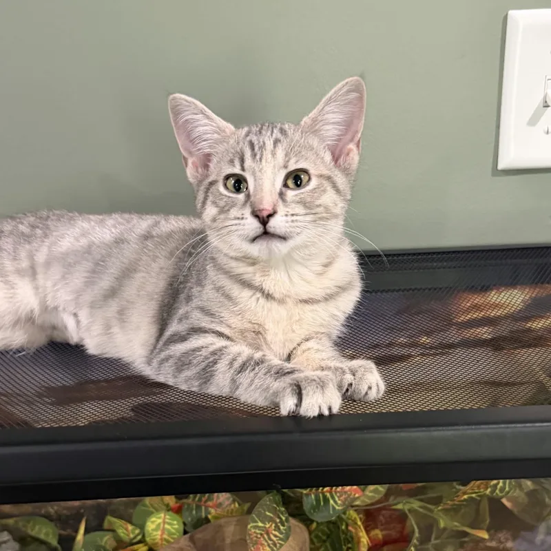 A baby medium-sized female Tabby (Gray / Blue / Silver) Domestic Short Hair cat named Dandelion for adoption in Martinsville, IN