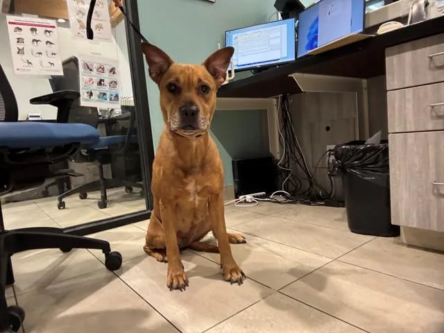 A young medium-sized female Mixed Breed dog named Tank for adoption in Garland, TX