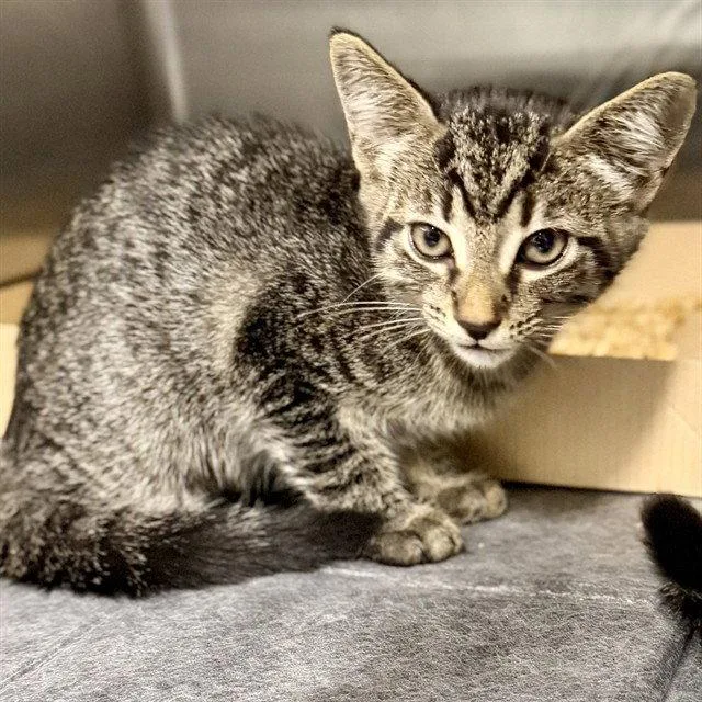 A baby small-sized female Domestic Short Hair cat named Nessie for adoption in Tavares, FL