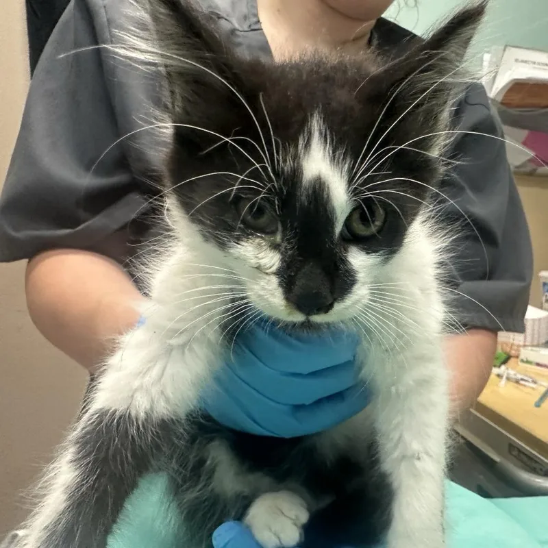 A baby small-sized male Black Domestic Short Hair cat named Argentino for adoption in Tacoma, WA