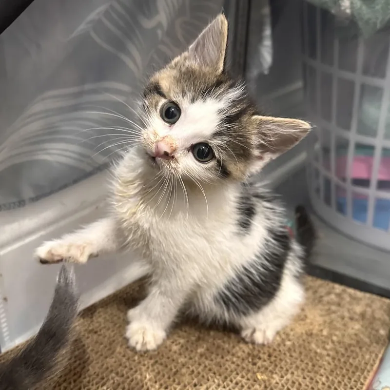 A baby small-sized female Brown / Chocolate Domestic Short Hair cat named Krunch for adoption in Newark, NJ