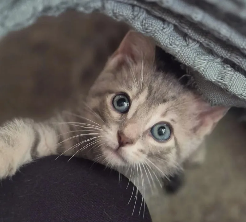A baby medium-sized male Tabby (Gray / Blue / Silver) Tabby cat named Goose for adoption in Ypsilanti, MI