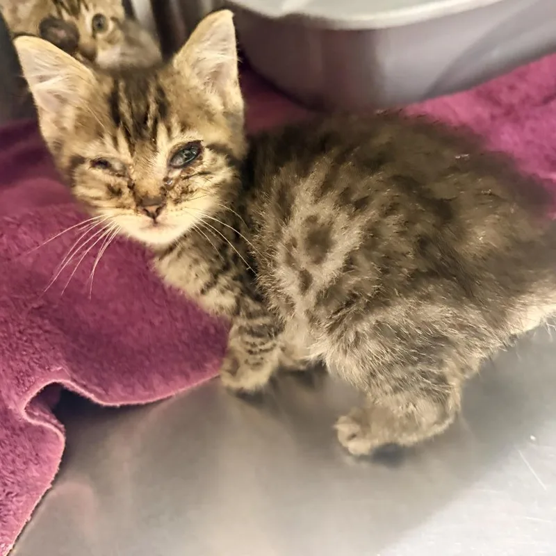 A baby small-sized male Gray / Blue / Silver Domestic Short Hair cat named Marvin for adoption in Warrensburg, MO