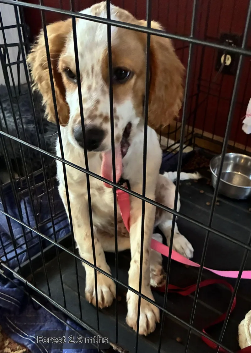 Ksforest thumbnail 2