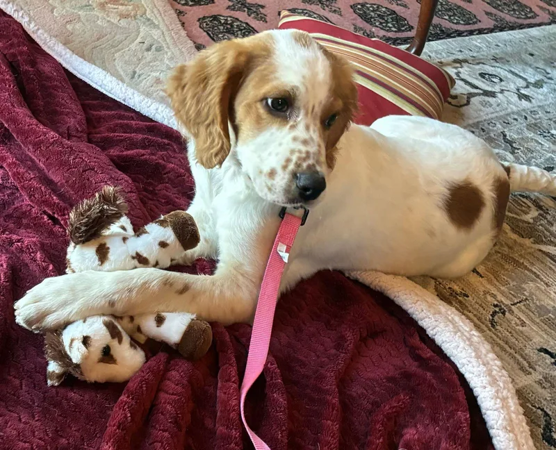 Ksforest thumbnail 3