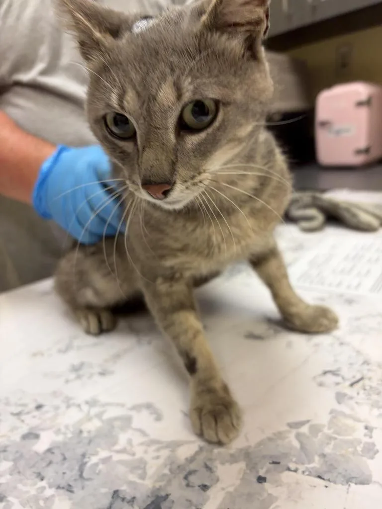 An adult medium-sized male Domestic Short Hair cat named Grey for adoption in Florence, SC