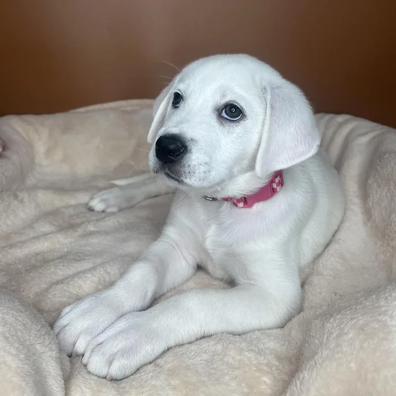 A baby small-sized female White / Cream Labrador Retriever dog named Romy for adoption in San Antonio, TX