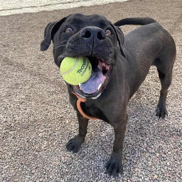 An adult large-sized male Pit Bull Terrier dog named Bruno for adoption in Mesa, AZ