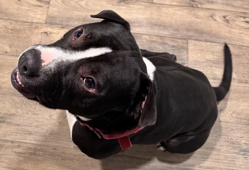 An adult large-sized male Pit Bull Terrier dog named Arlo for adoption in Stagecoach, NV