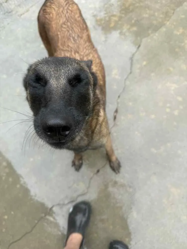 A young large-sized female Brown / Chocolate Belgian Shepherd / Malinois dog named Trixi Located In for adoption in Imlay City, MI