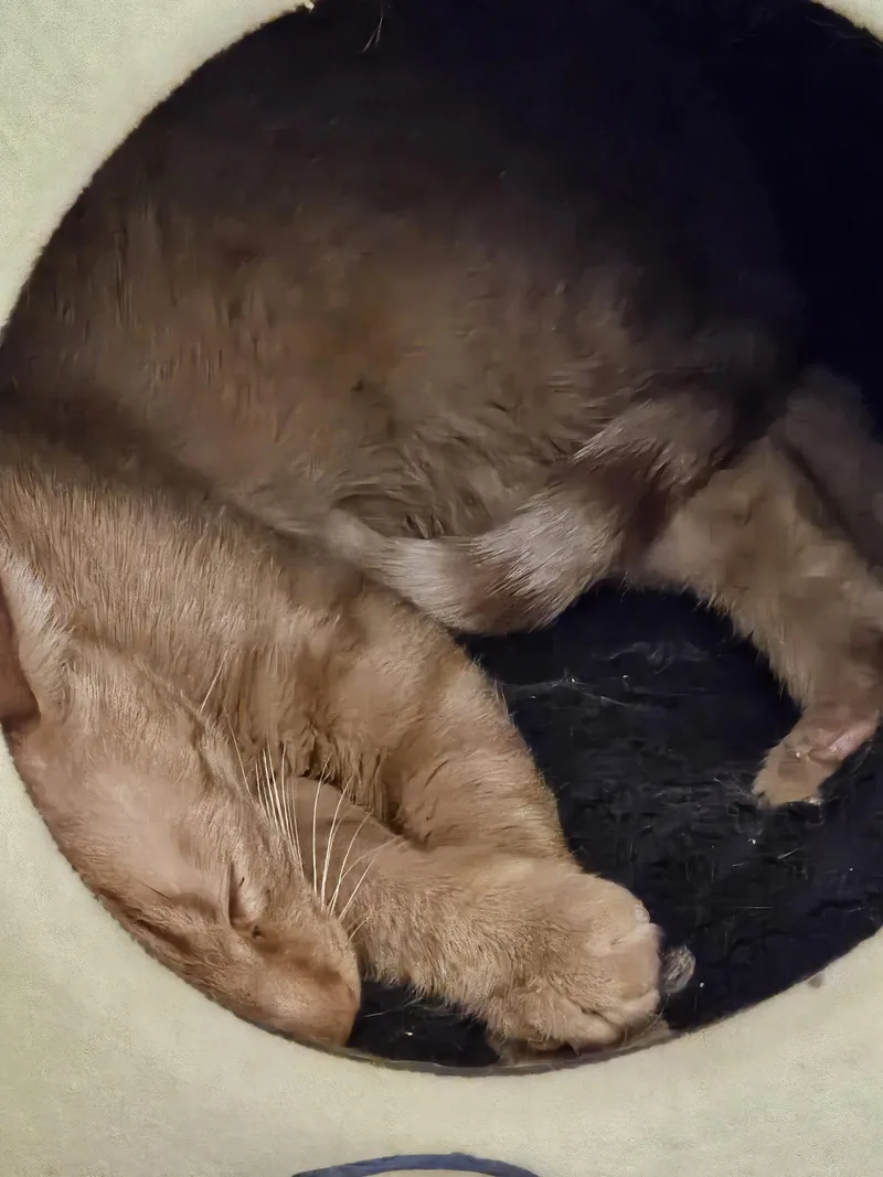 A young small-sized male Orange / Red Domestic Short Hair cat named Quincy for adoption in Chandler, AZ